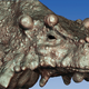 Image for article titled This Is the Earliest Known Creature Capable of Walking Upright on All Four Legs